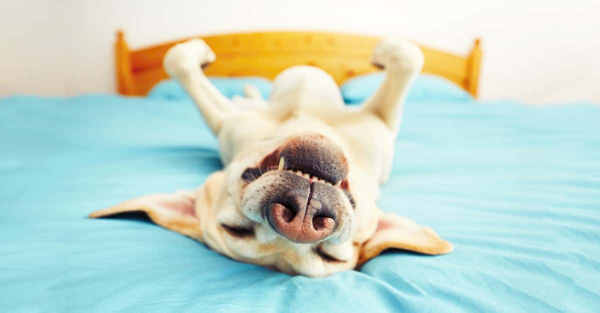 Laidback Facts About Laziness
