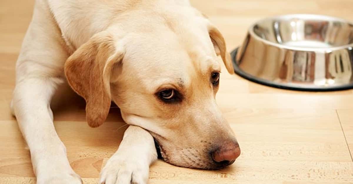 5 Human Foods You Must Never Feed Your Dog