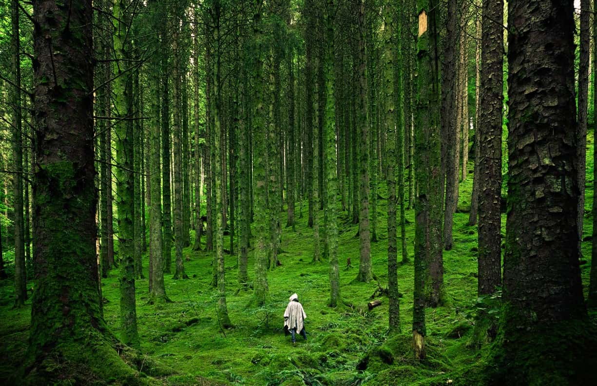 People Share The Scariest Thing They've Come Across In The Great Outdoors