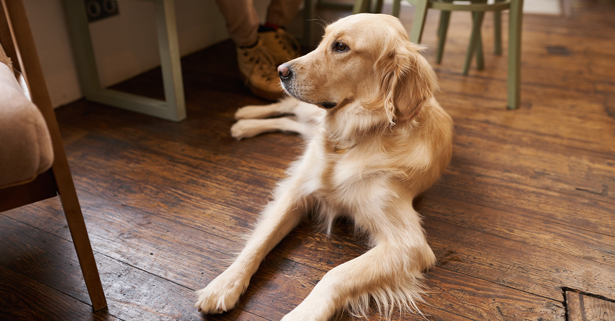 I borrowed $50K to start a dog bakery. My town hates dogs. How do I explain this to my bank?