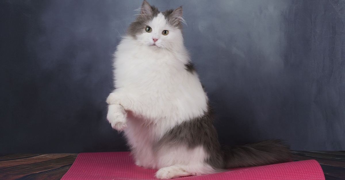 I launched a cat yoga studio but didn't budget for cat food or cleaning. Now I'm deep in debt.