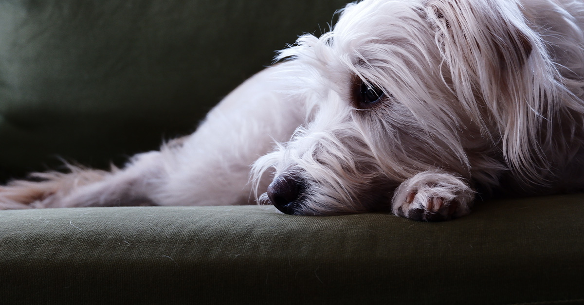 I used credit cards to fund my dog's Instagram career. No followers, all debt. Can I recover?