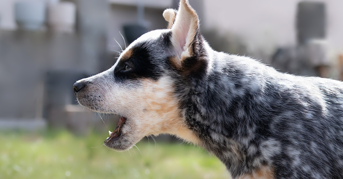 The neighbor's dog damaged our yard, and our insurance will not help. Should I take them to court?